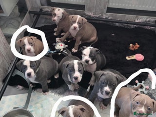 Mixed Breed dogs Old english bulldog cross american bulldog 😍❤️ - Advert 4