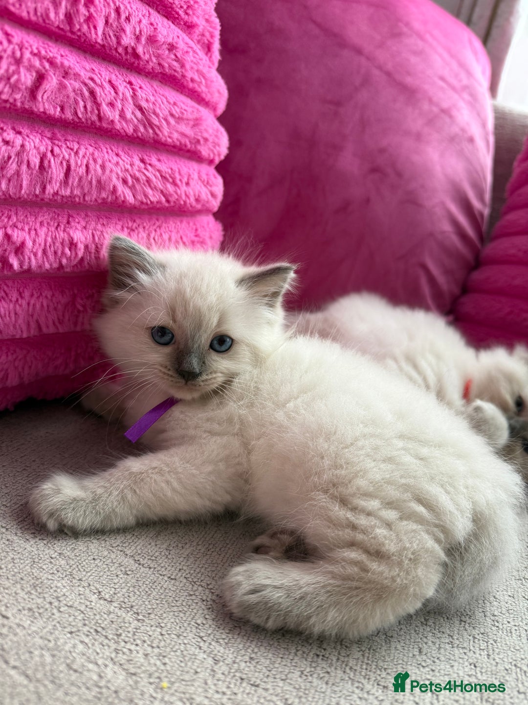 Ragdoll cats for sale: Ragdoll Kittens - Image 4