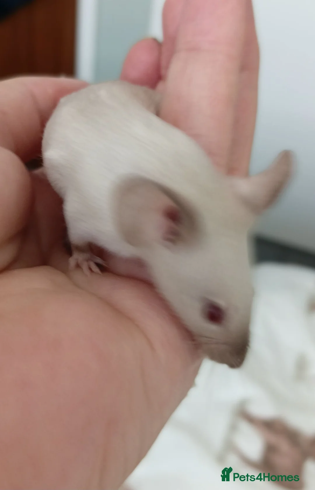 Mouse rodents for sale: Baby Siamese mice for sale 6wks old  - Advert 2