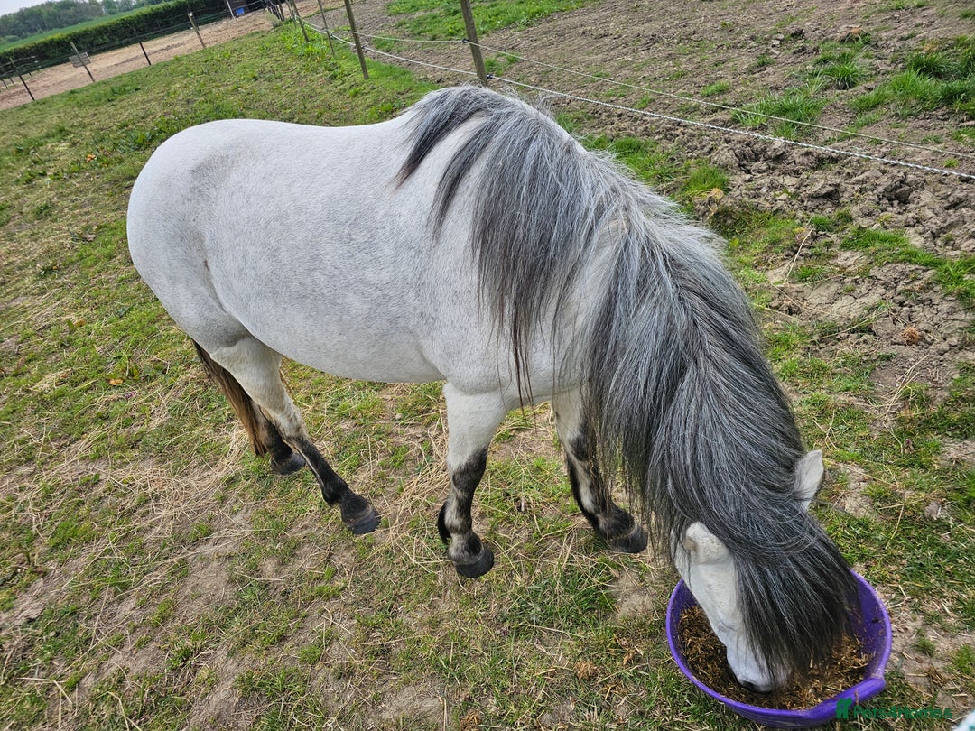 Welsh Section A horses for sale: Welsh a mare - Image 6
