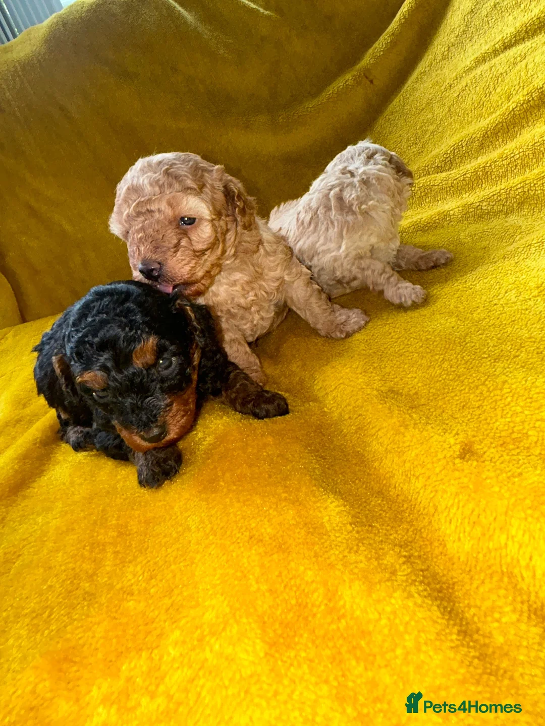 Toy Poodle dogs for sale: Kc toy poodle puppies - Advert 2