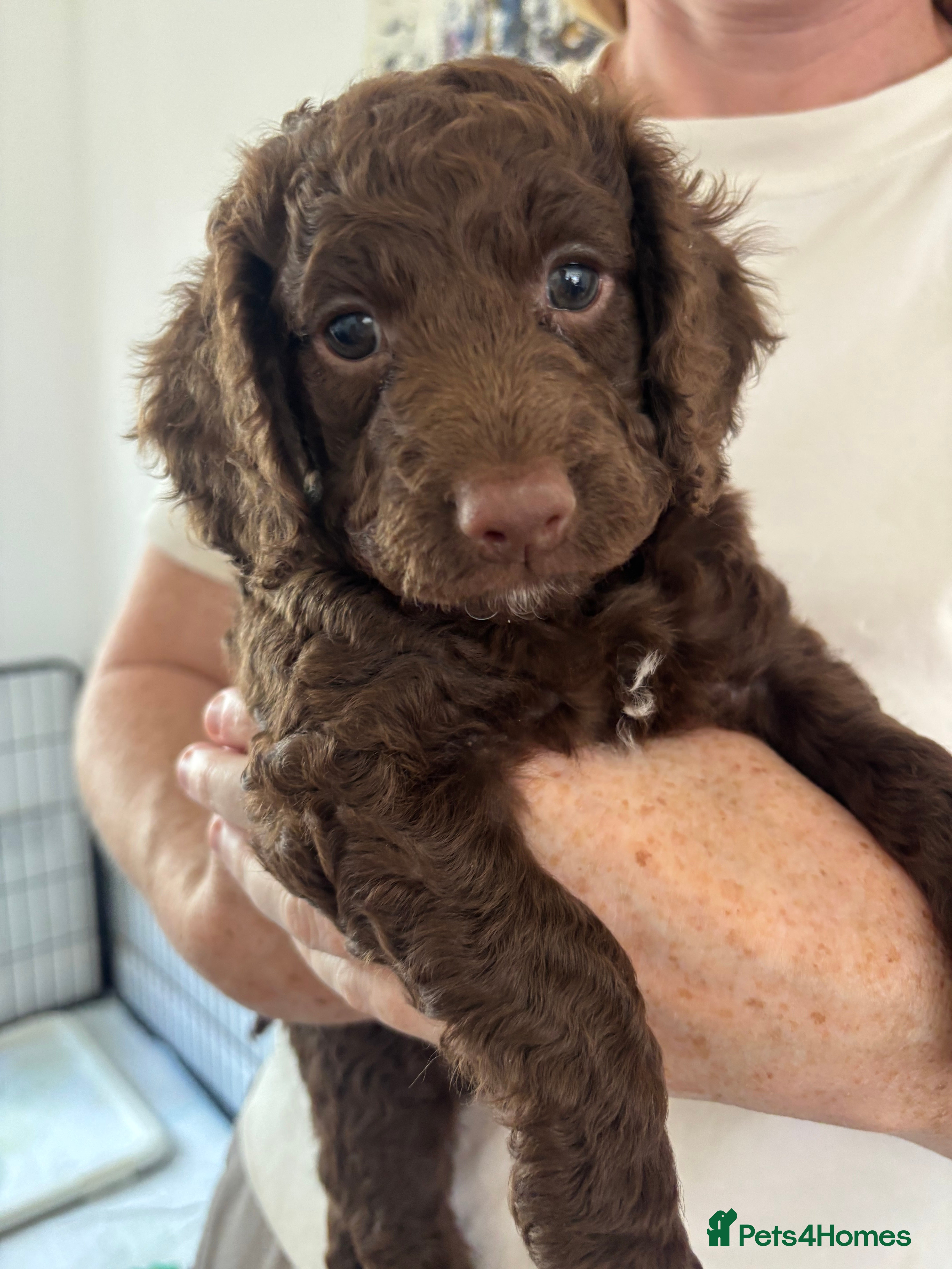 Cockapoo dogs Beautiful Cockapoos -  Family Raised - Advert 2