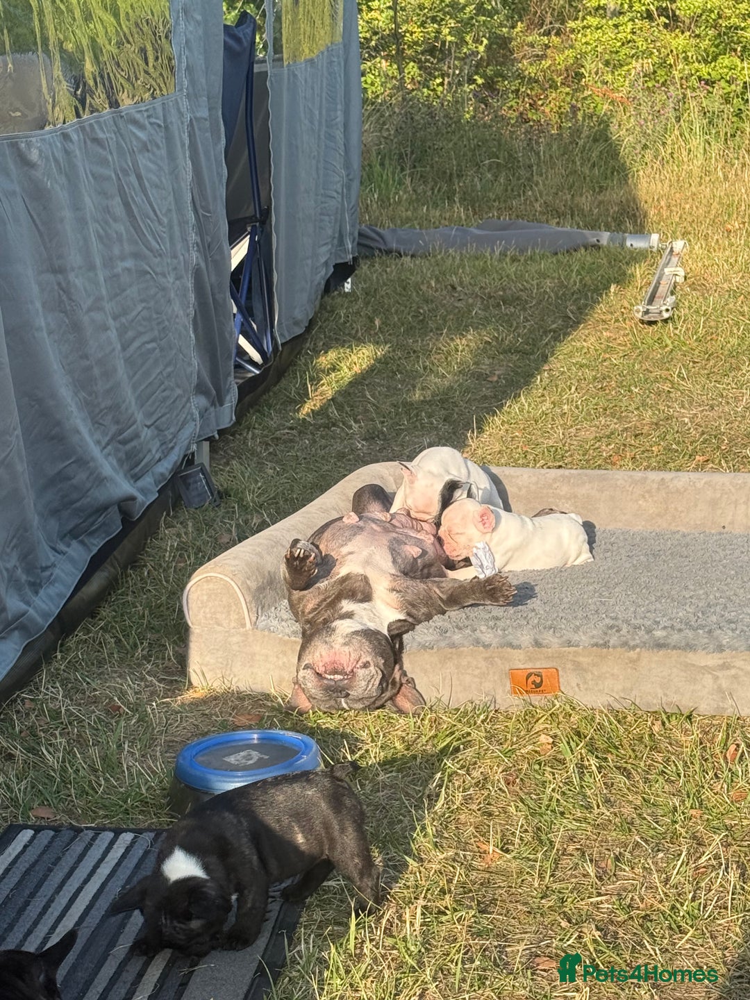 French Bulldog dogs for sale: French Bulldog Puppies - Image 19