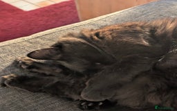 Mixed Breed cats for sale: Squib 🤍& Mort 🖤 - Image 9