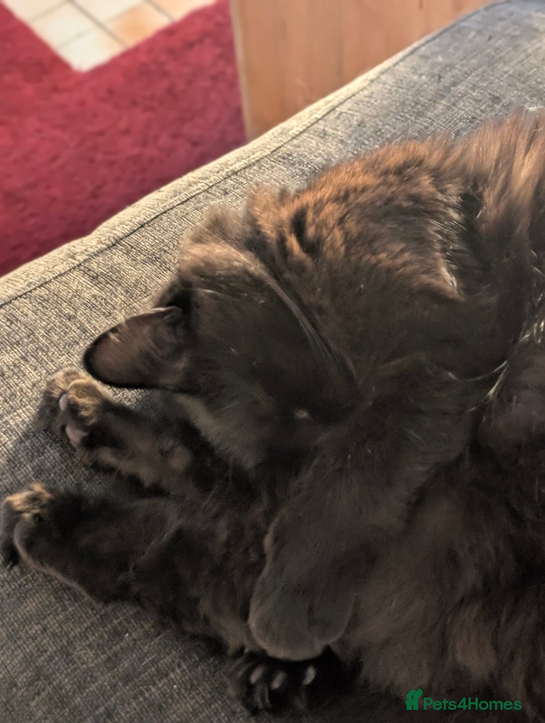 Mixed Breed cats for sale: Squib 🤍& Mort 🖤 - Image 9