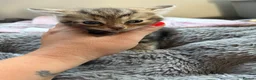 Mixed Breed cats for sale: Stunning Tabby kittens - Advert 13