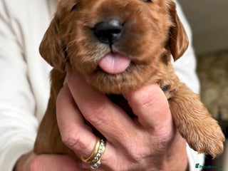 Cocker Spaniel dogs Beautiful golden female cocker spaniel - Advert 1