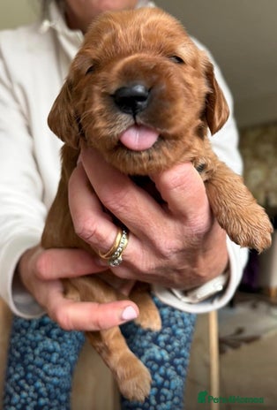 Cocker Spaniel dogs Beautiful golden female cocker spaniel - Advert 1