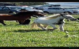 Irish Cob horses for sale: Piebald cob  - Image 2