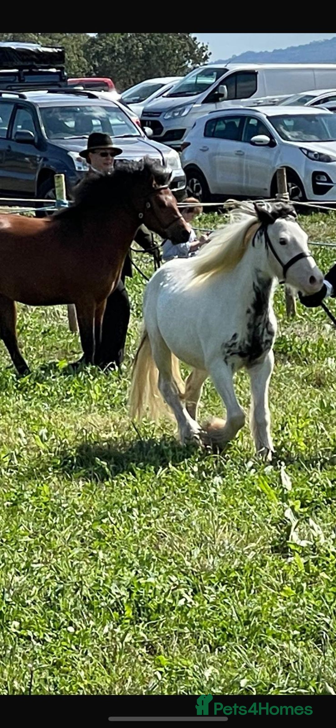 Irish Cob horses for sale: Piebald cob  - Image 2