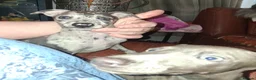 Italian Greyhound dogs for sale: Italian greyhound / whippet  - Advert 4