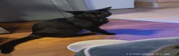 British Shorthair cats for sale: 2 adorable half British kittens looking for home in London - Advert 3