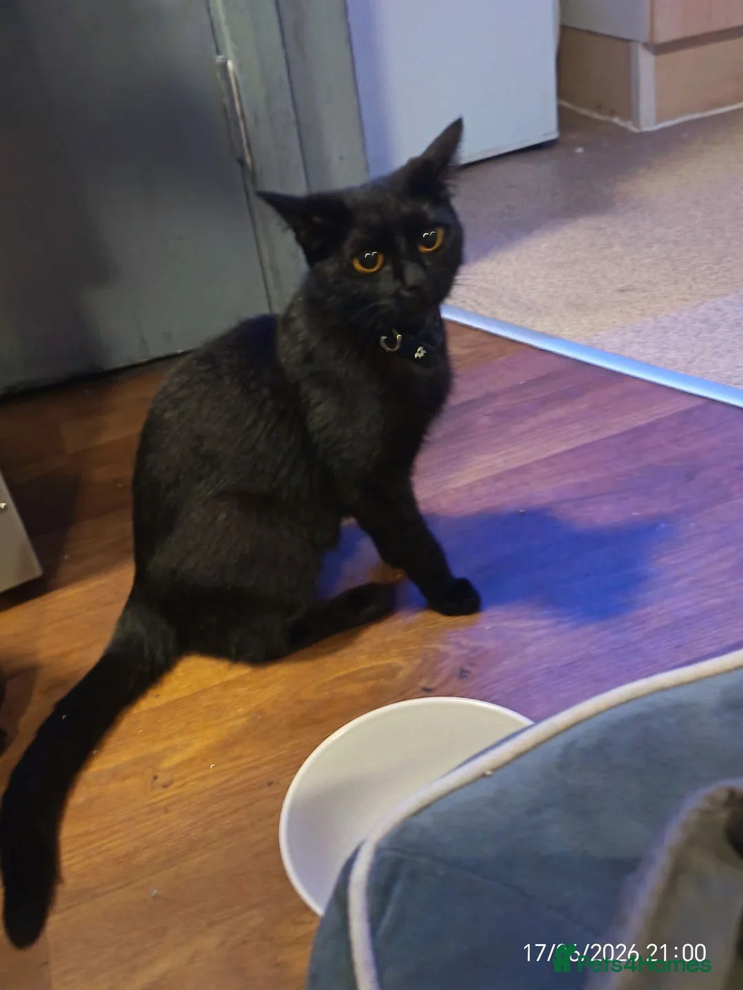British Shorthair cats for sale: 2 adorable half British kittens looking for home in London - Advert 3