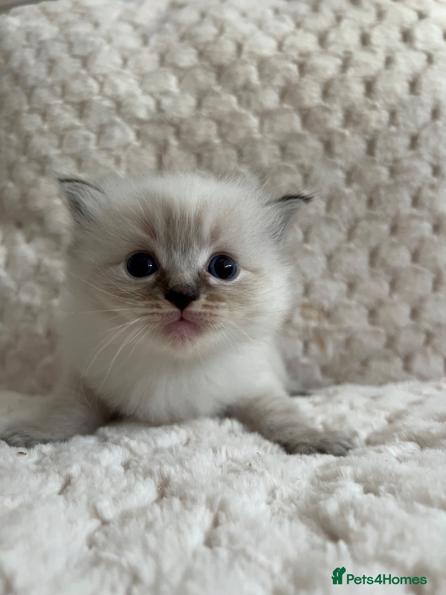 Ragdoll cats Ragdoll kittens ready September  - Advert 1