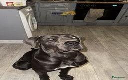 Cane Corso dogs for sale: Dior 11 month old Cane Corso  - Image 9
