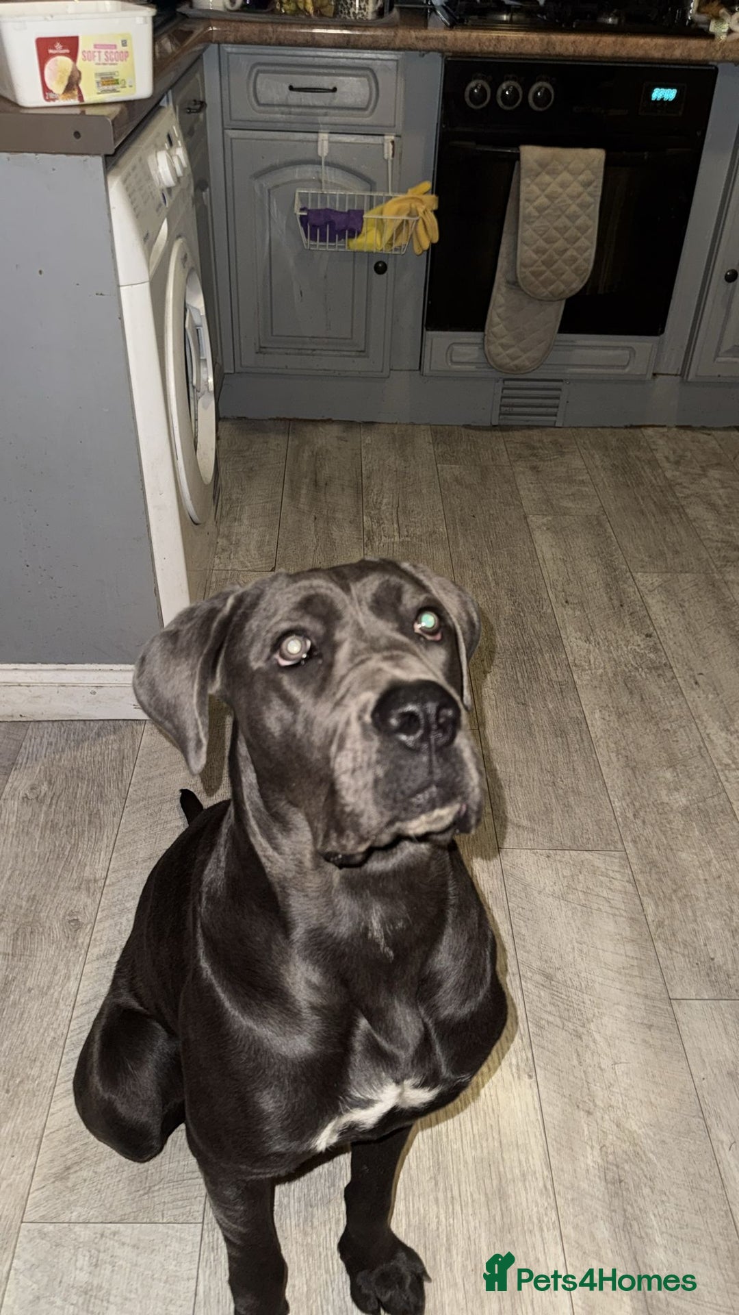 Cane Corso dogs for sale: Dior 11 month old Cane Corso  - Image 9