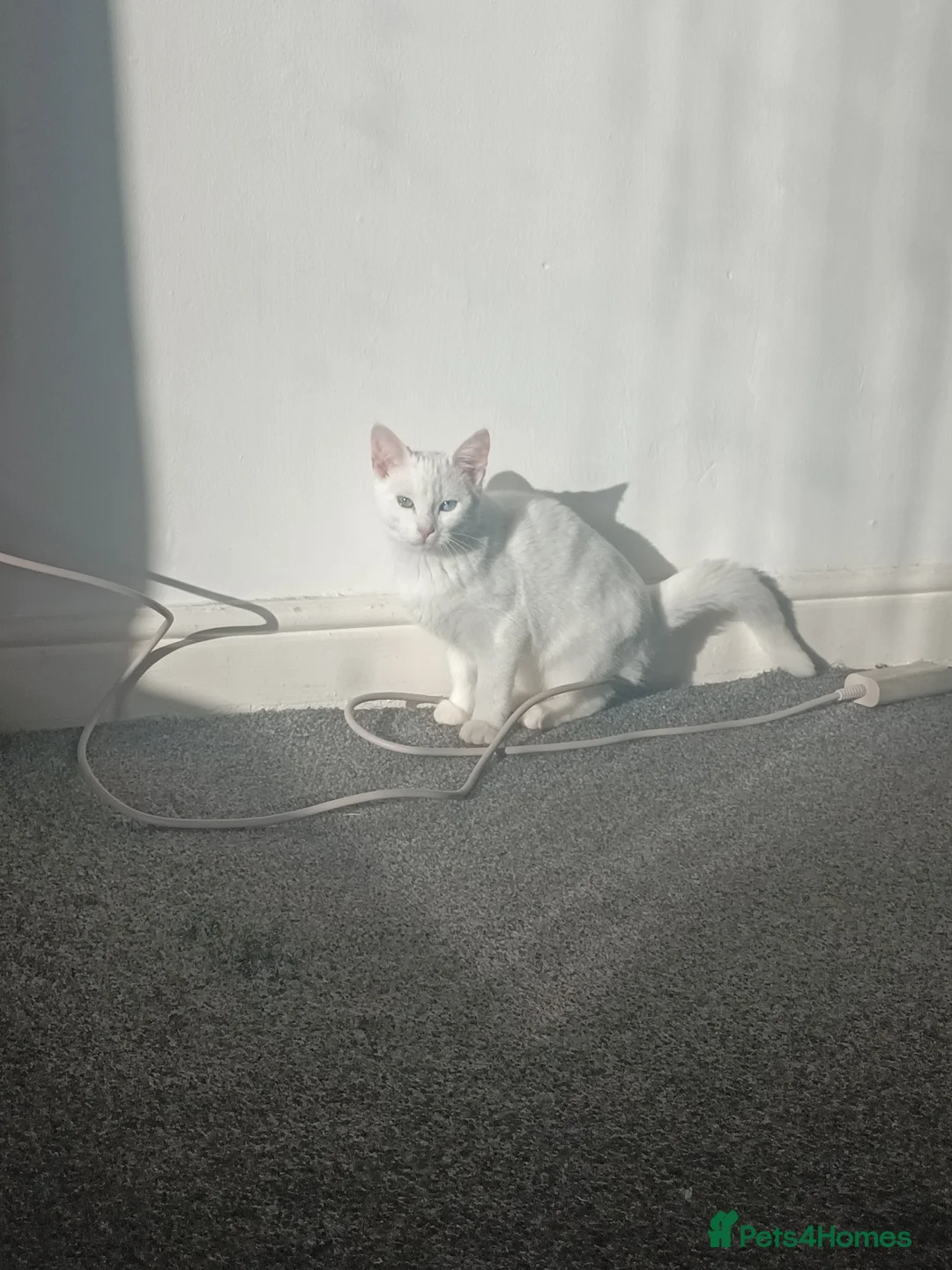 Turkish Angora cats for sale: 8 month old kitten - Advert 2