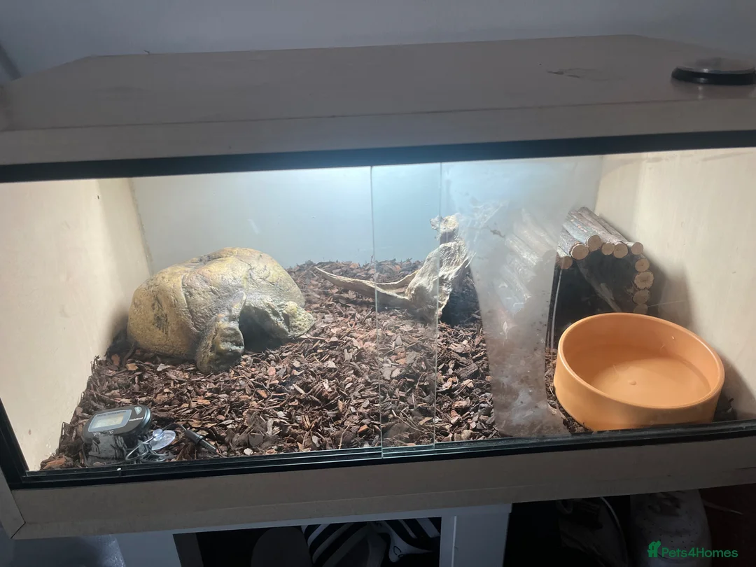 Python Snake reptiles for sale: Crypress honey Royal python 50% DH het hypo clown in Bristol - Advert 2