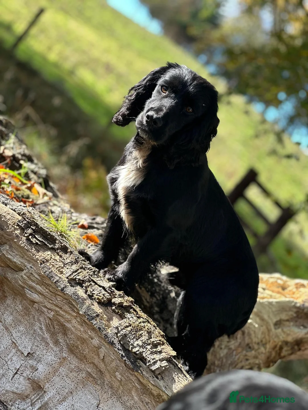 Cocker Spaniel dogs for stud: Cocker Spaniel for Stud in Langholm - Advert 2