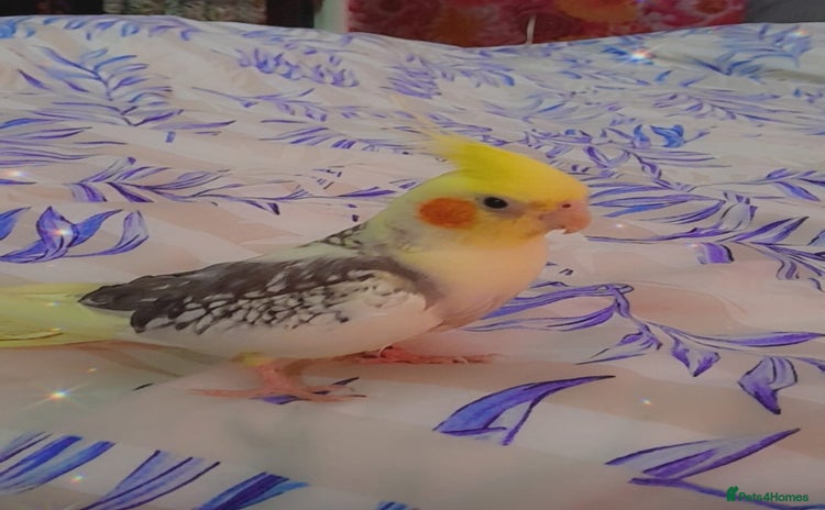 Cockatiels birds - Advert 15