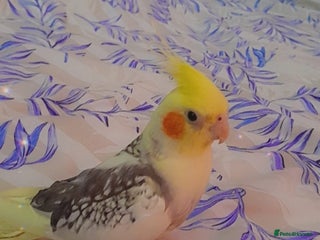 Cockatiels birds cockatiels - Advert 1