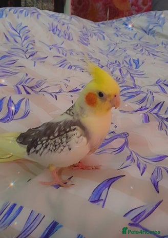 Cockatiels birds - Advert 2