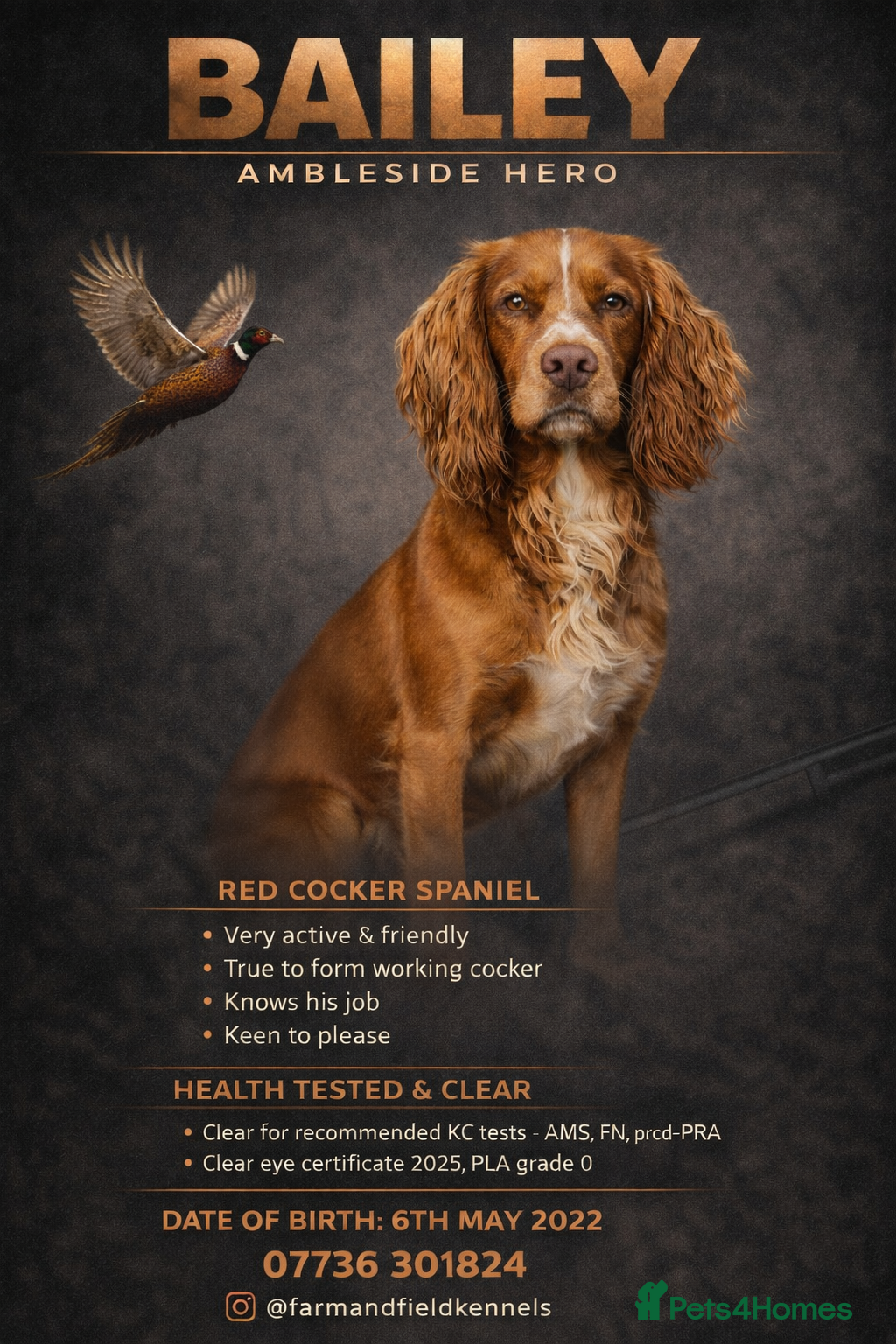 Cocker Spaniel dogs Cracking cocker spaniel for Stud  - Advert 17