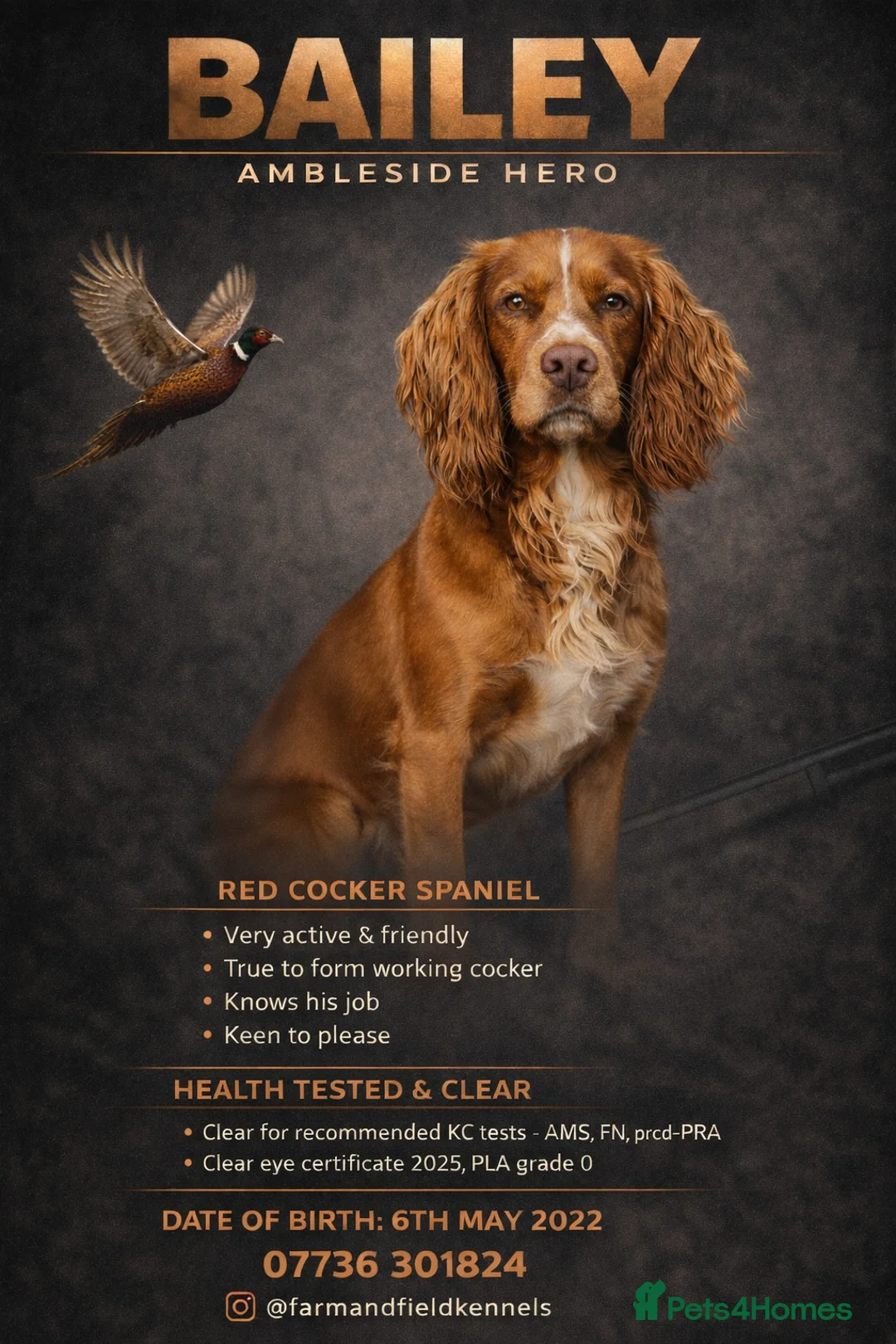 Cocker Spaniel dogs for stud: Cracking cocker spaniel for Stud  - Advert 1