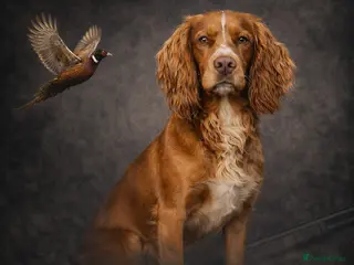 Cocker Spaniel dogs Cracking cocker spaniel for Stud - Advert 17