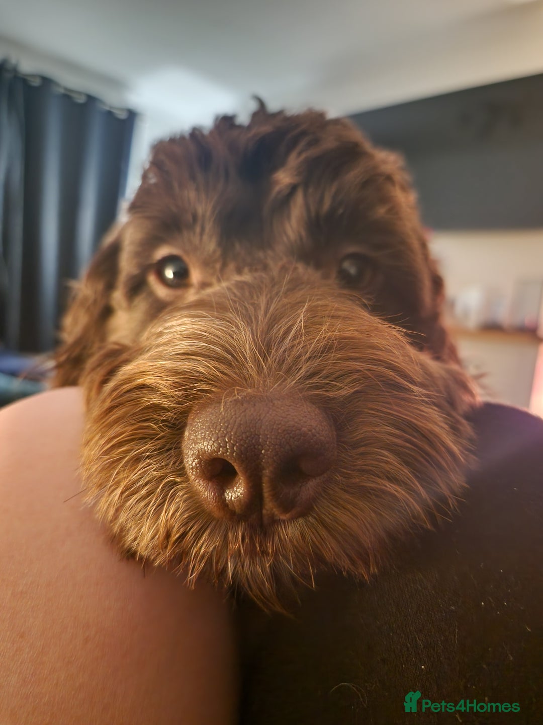 Cockapoo dogs for sale: MALE Cockapoo for sale - Image 10