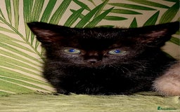 Mixed Breed cats for sale:  beautiful kittens looking for their forever homes - Image 6