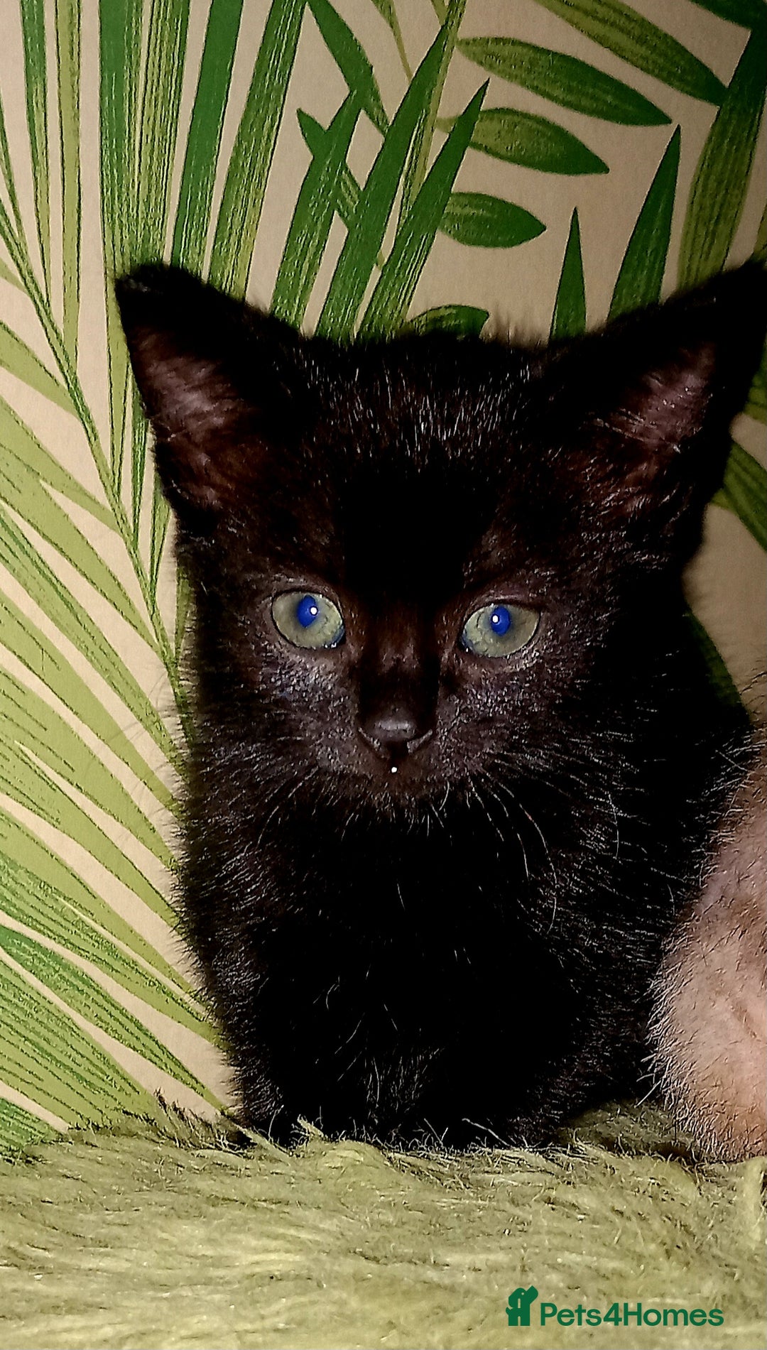 Mixed Breed cats for sale:  beautiful kittens looking for their forever homes - Image 6