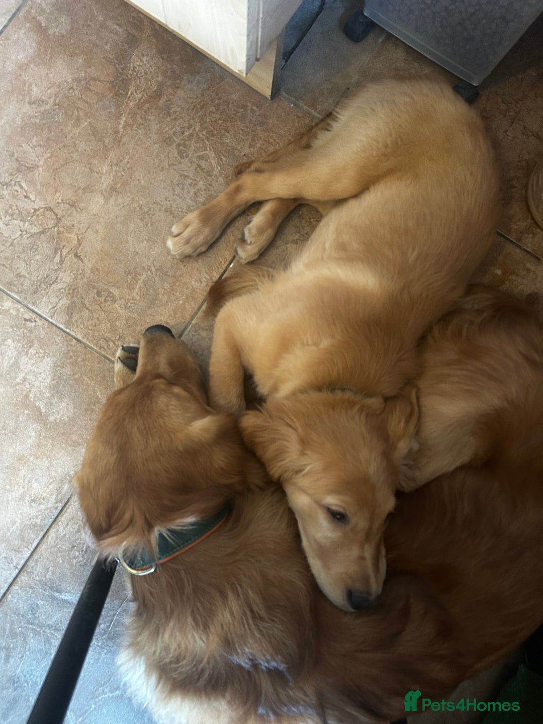 Golden Retriever dogs for sale: Trained Golden Retriever for sale  - Advert 3