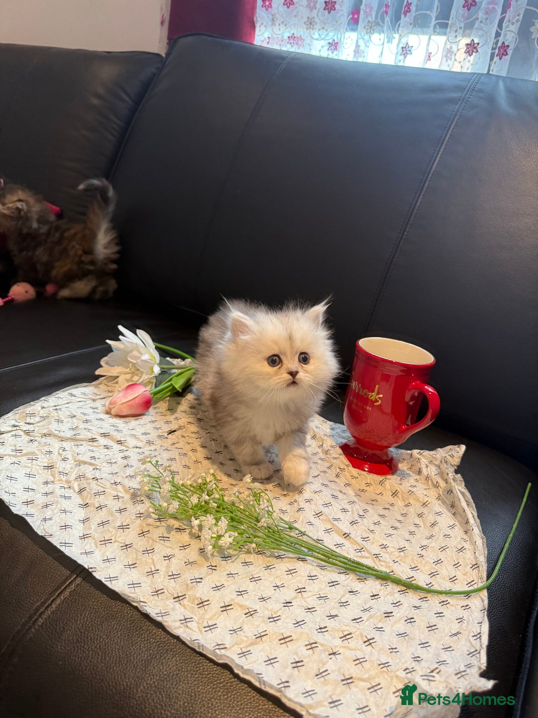Ragdoll cats for sale: 🐾Fluffy Little Dreamers Are Here!🐈 - Image 9