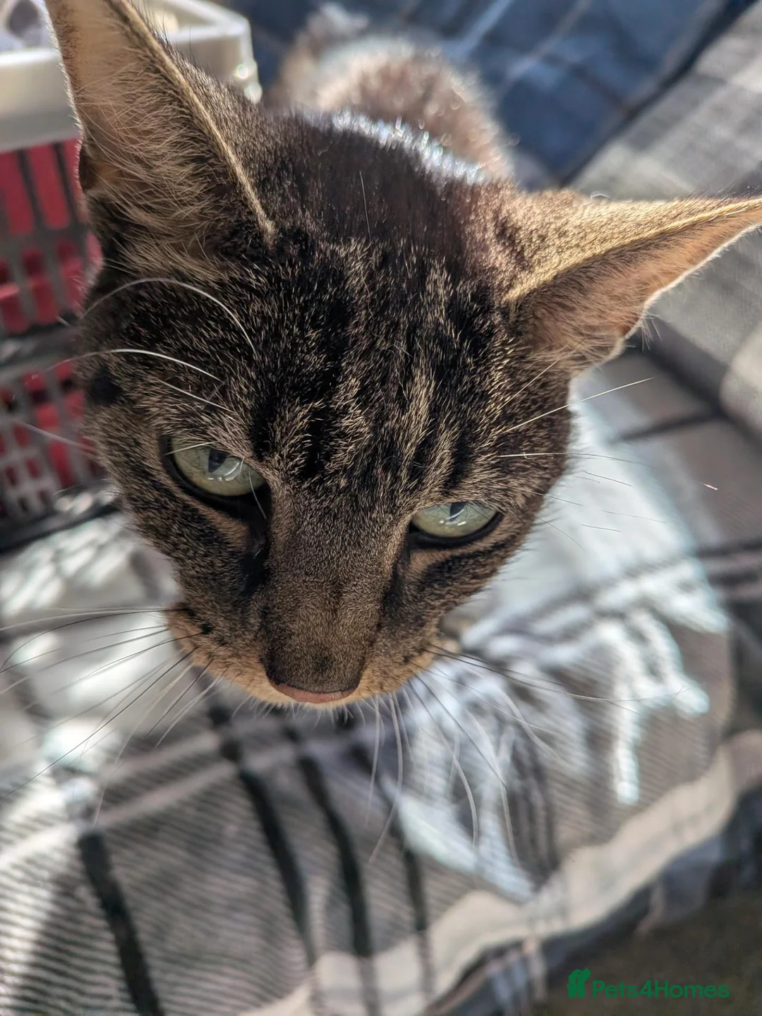 Mixed Breed cats for sale: Petite tabby cat  in Andover - Advert 4
