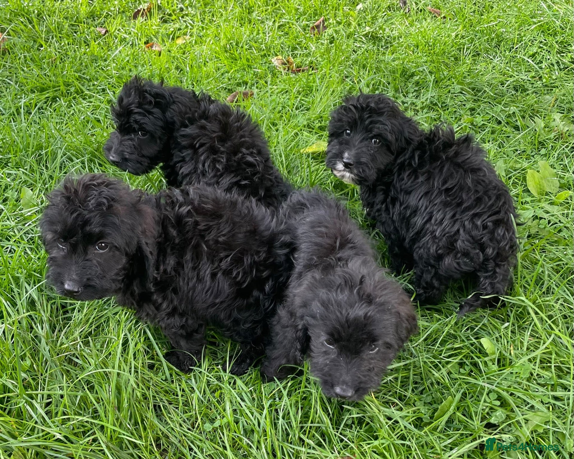 Cockapoo dogs F1 Black Cockapoo puppies - Advert 1