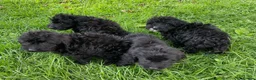 Cockapoo dogs for sale: F1 Black Cockapoo puppies - Advert 10