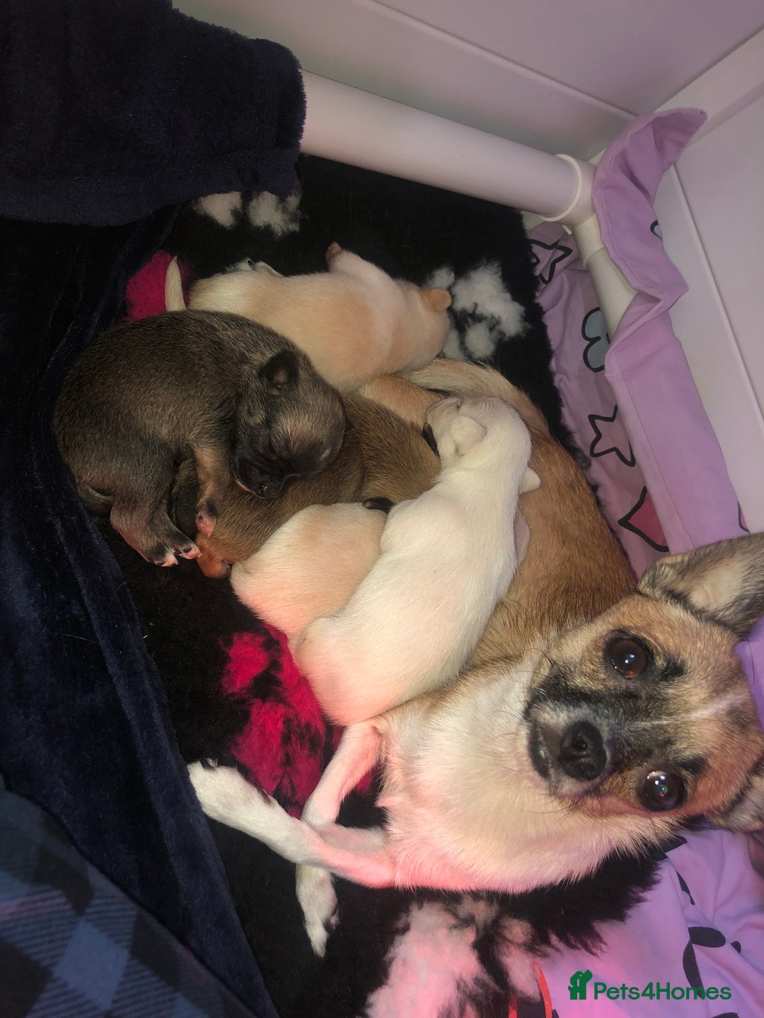 Pomchi dogs for sale: 🐾MALE POMCHI PUPPIES🐾 - Advert 30