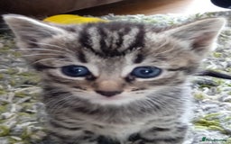 Bengal cats for sale: Bengal mix kittens  - Image 2