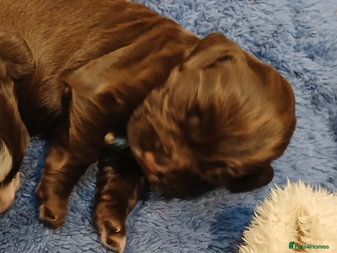 Sprocker dogs for sale: Cocker spaniel in Rochdale - Advert 2