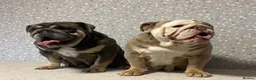 English Bulldog dogs for sale: Adult females to rehome - Advert 2
