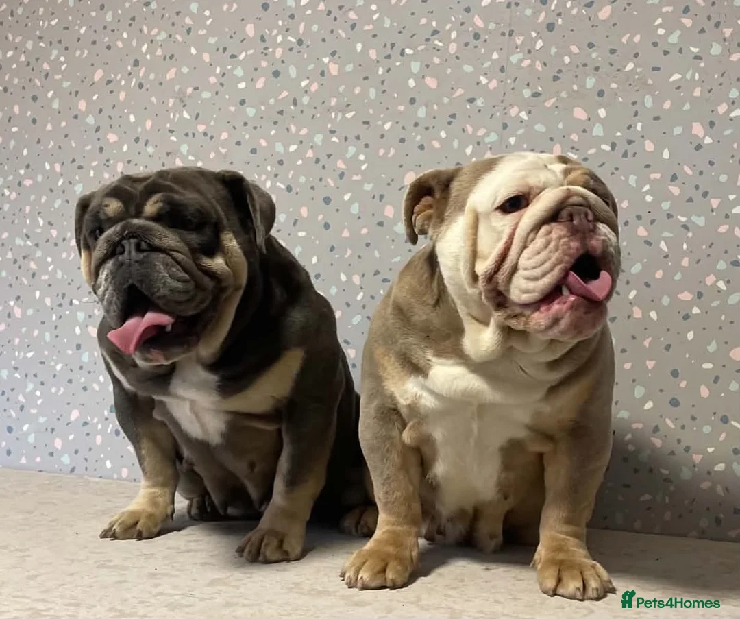 English Bulldog dogs for sale: Adult females to rehome - Advert 2