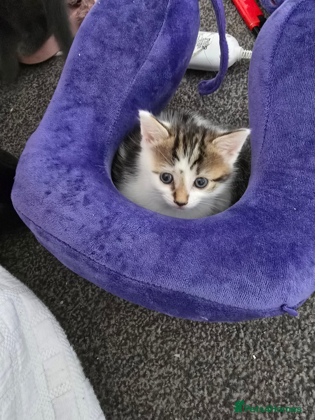 Domestic Shorthair cats for sale: Kittens for sale  - Image 3