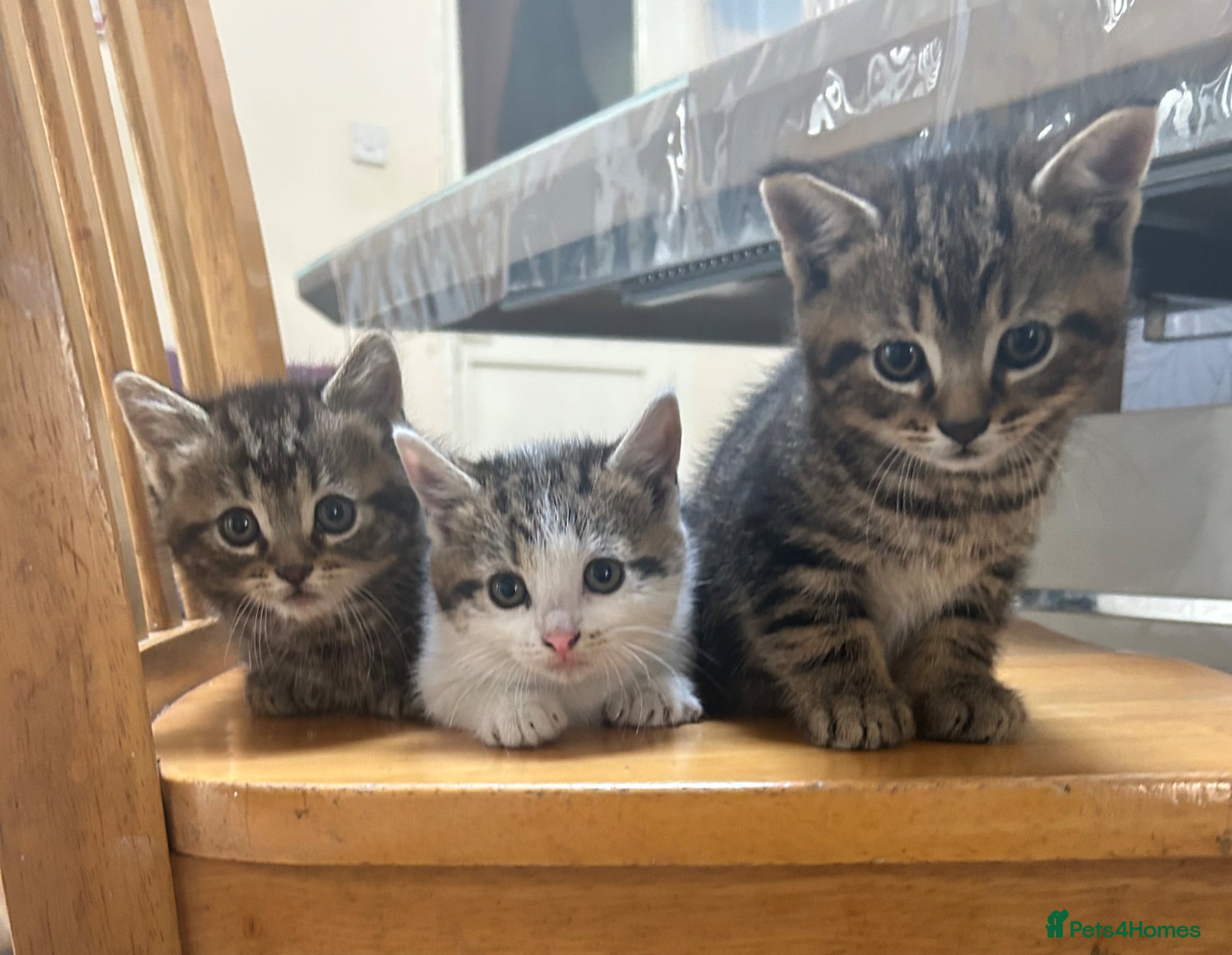 Mixed Breed cats CHOOSE YOUR FIGHTER 🐾 cute kittens  - Advert 9