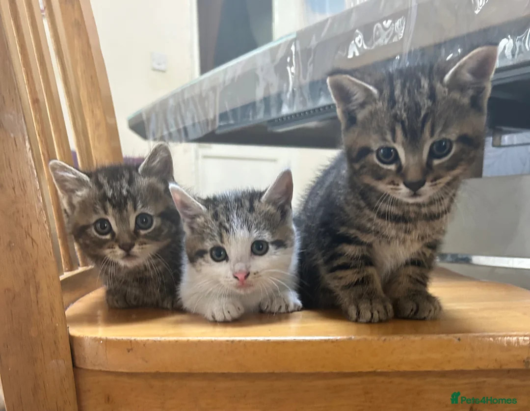 Mixed Breed cats for sale: CHOOSE YOUR FIGHTER 🐾 cute kittens  in London - Advert 1