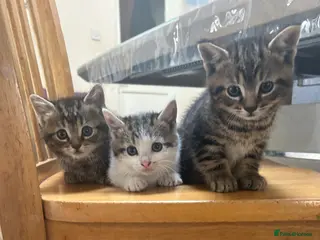 Mixed Breed cats CHOOSE YOUR FIGHTER 🐾 cute kittens - Advert 1