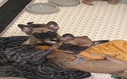 French Bulldog dogs for sale: Amazing french bulldog  - Image 20