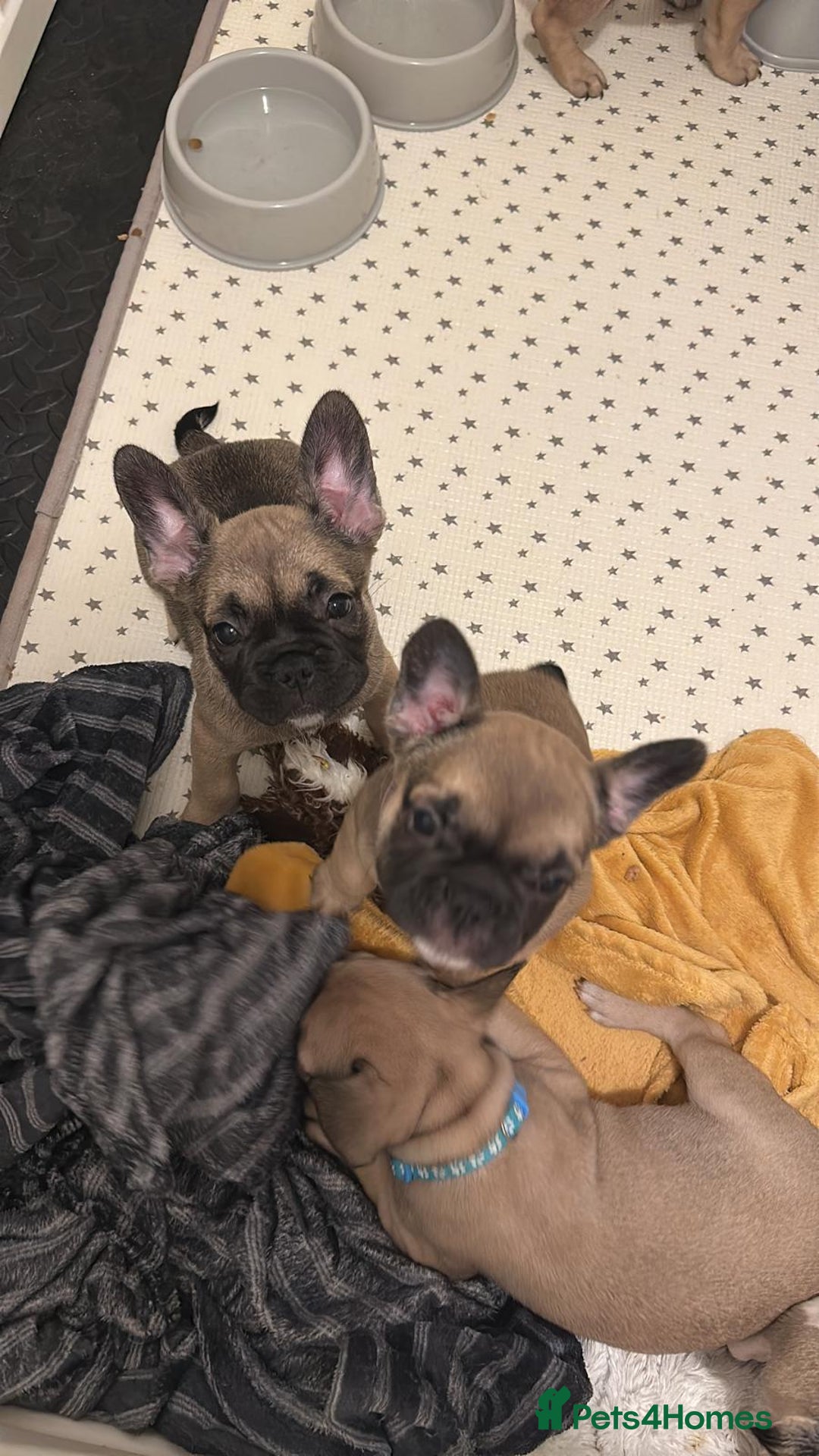 French Bulldog dogs for sale: Amazing french bulldog  - Image 20