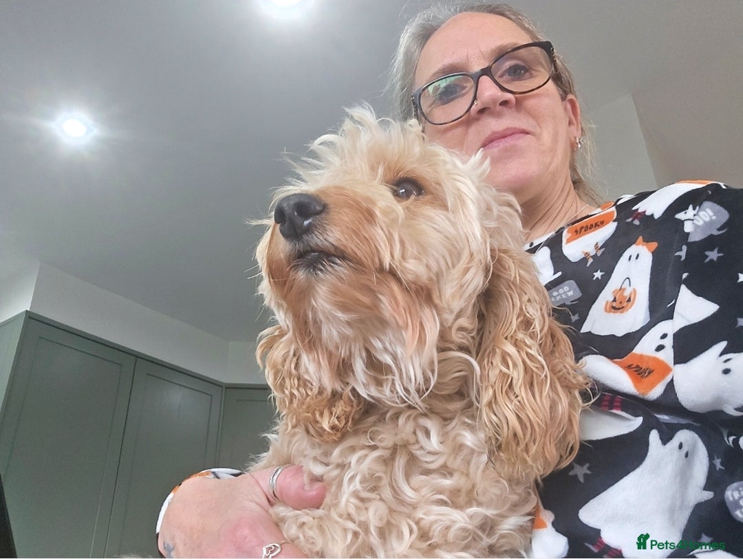 Cockapoo dogs for sale:  Toy cockerpoo health tested licensed Breeder  - Advert 18