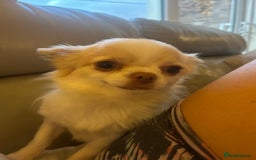 Chihuahua dogs for sale: Blue eyed beauty Russian import chihuahua  - Image 7